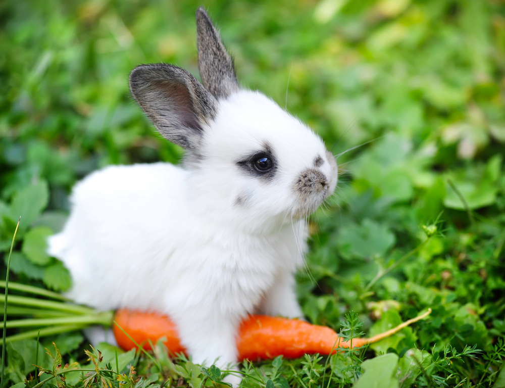 baby-bunny-1