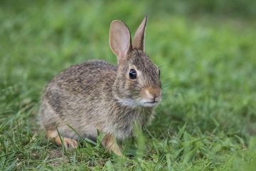 Adorable young Eastern Cottontail Rabbit closeup in green grass