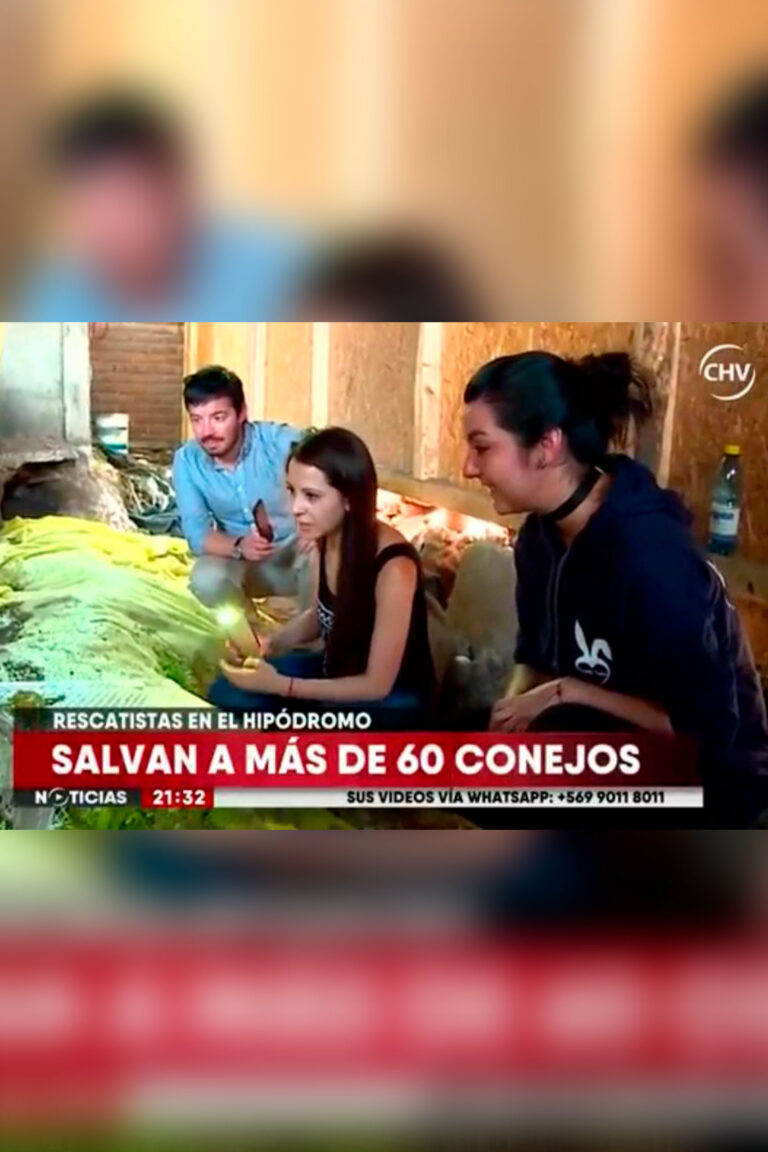 Rescate 50 conejos